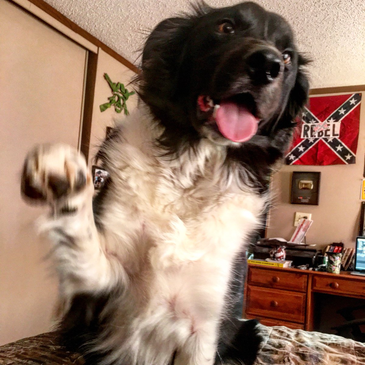 Welp it's #nationalpuppyday so here's Banjo givin' y'all a POUND! 👊🏼