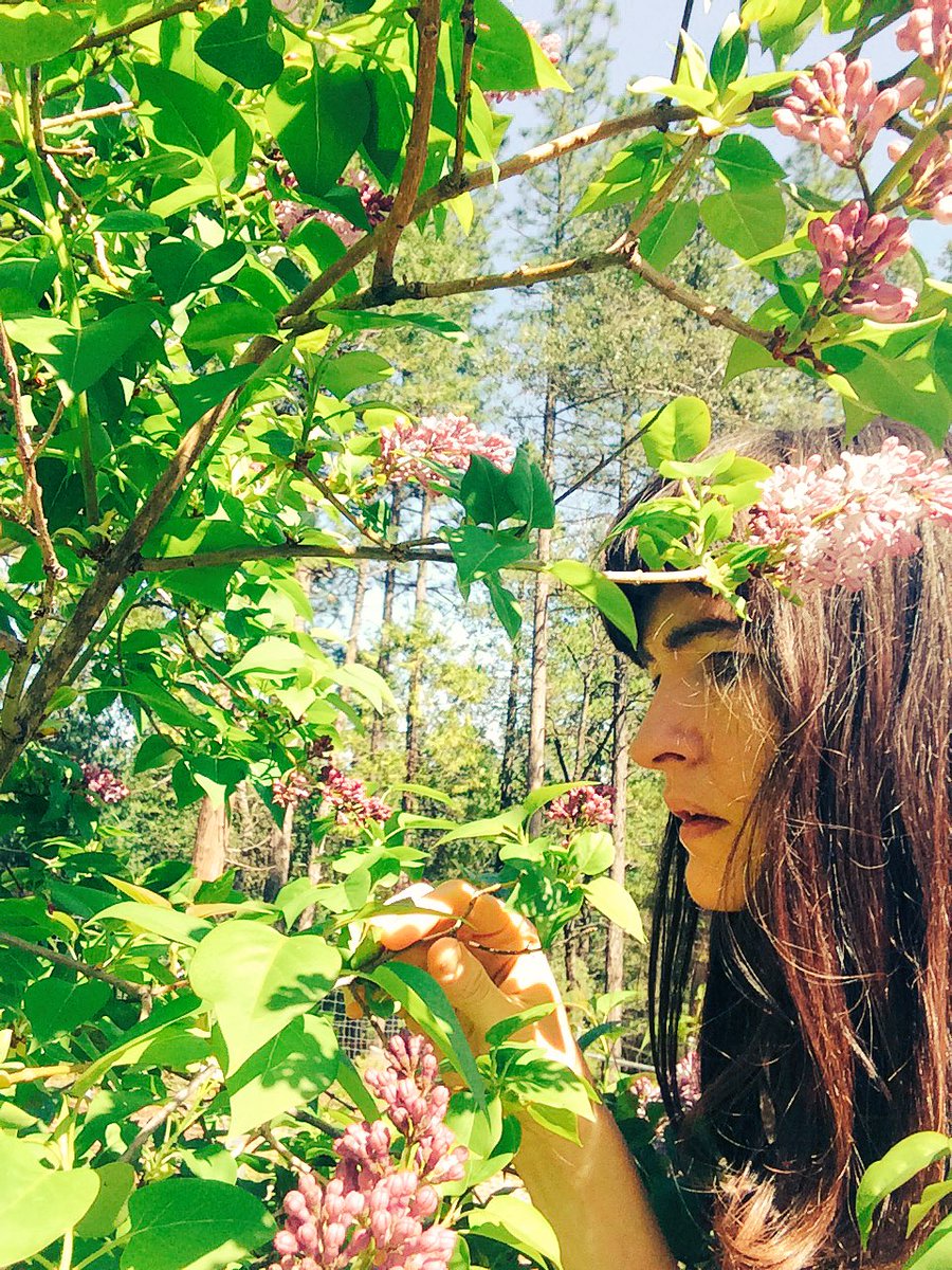 dearduchess's tweet photo. Oh how I love smelling #lilacs in the spring. #Gardengoth. https://t.co/6OlABix6Fy