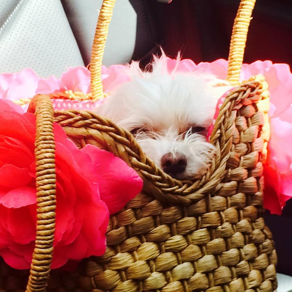 Happy #nationalpuppyday love, Madeline Kahn Chenoweth