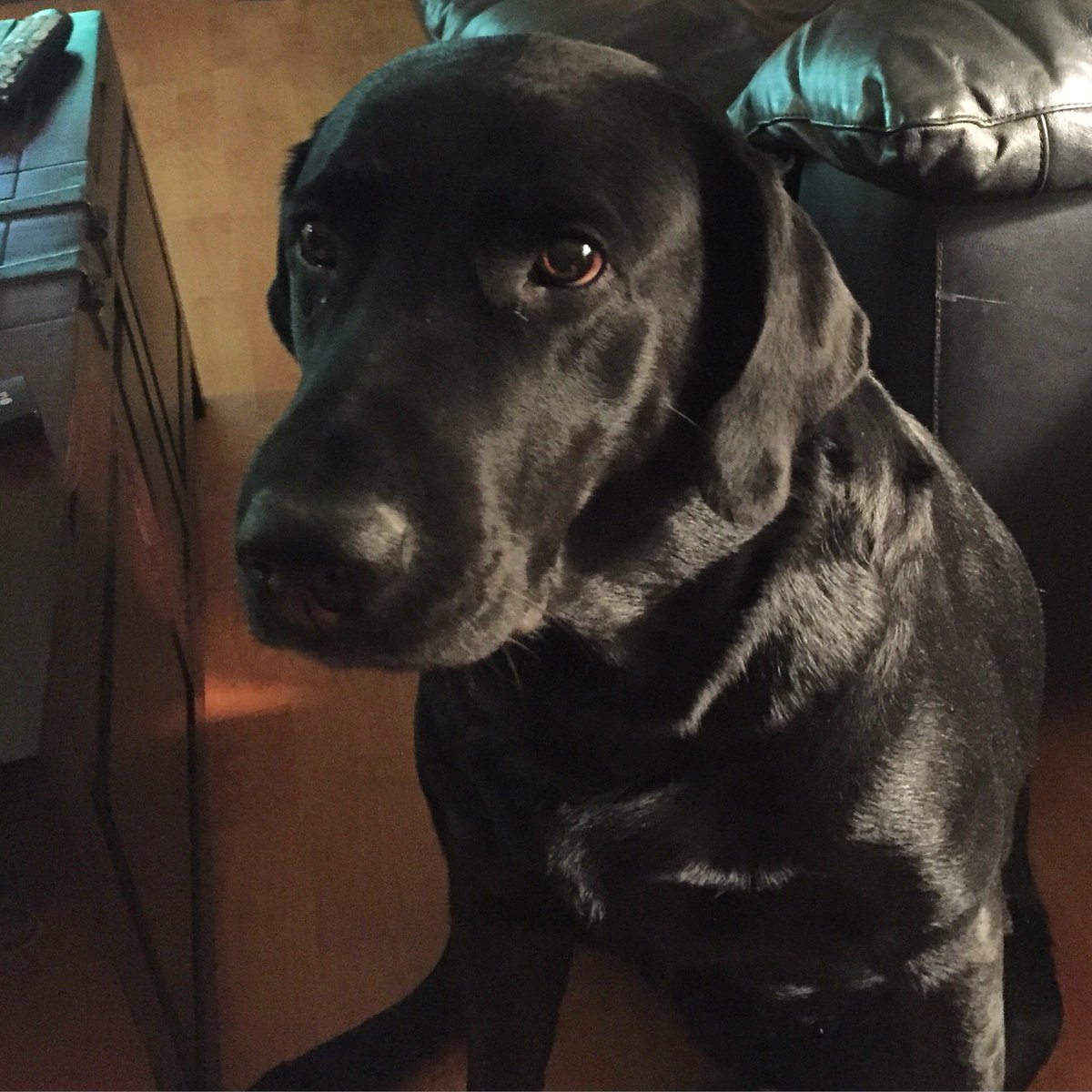dogs_dig's tweet photo. With enough concentration maybe he'll drop the taco...🌮 #DogsDig #DailyDog #DogOfTheDay #Dog #BlackLab #FridaBandita https://t.co/Ntq4dW3ea6