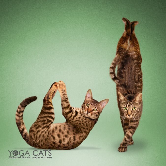 Yoga_Catz's tweet photo. We don't always do yoga, but when we do...we paws and reflect! #yogacats #zenwithfriends πΊ https://t.co/liNb0pVm9Q