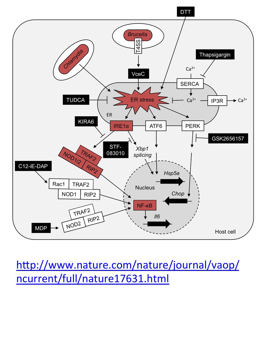 #IBD #Crohns #Diabetes: Researchers at #UCDavis show that NOD1 and NOD2 signaling links ER stress to inflammation