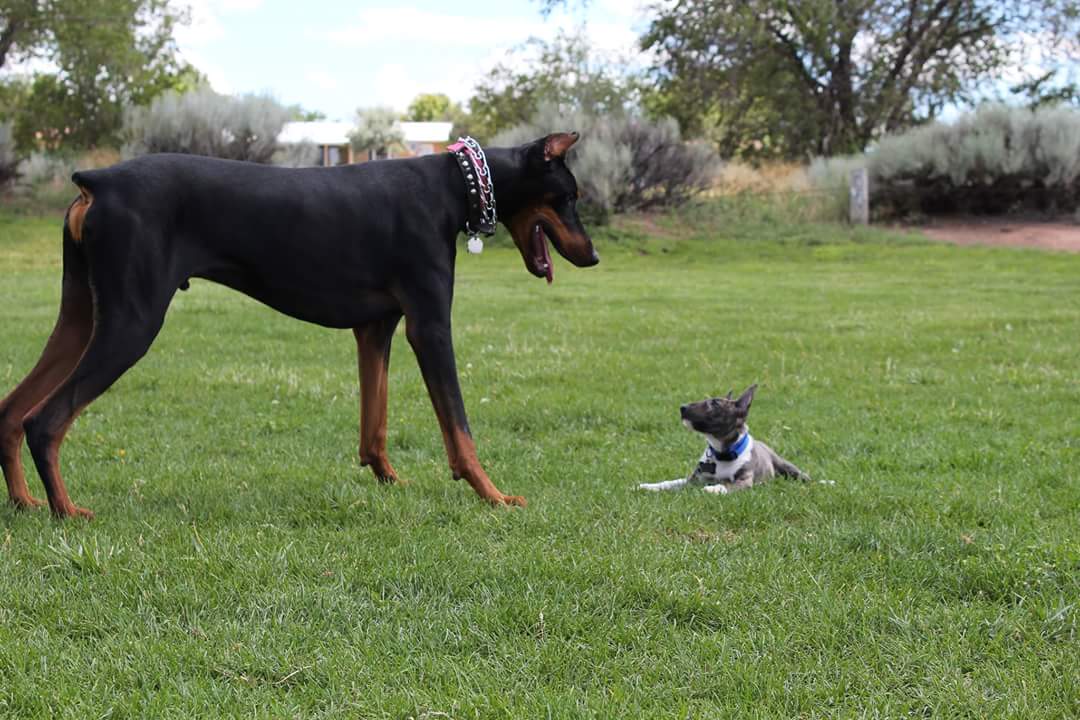 VIPetsLLC's tweet photo. Happy #NationalPuppyDay! Here's a picture of my big puppy Grimm with his friend Freyja <3 https://t.co/lmVXyy6GmC