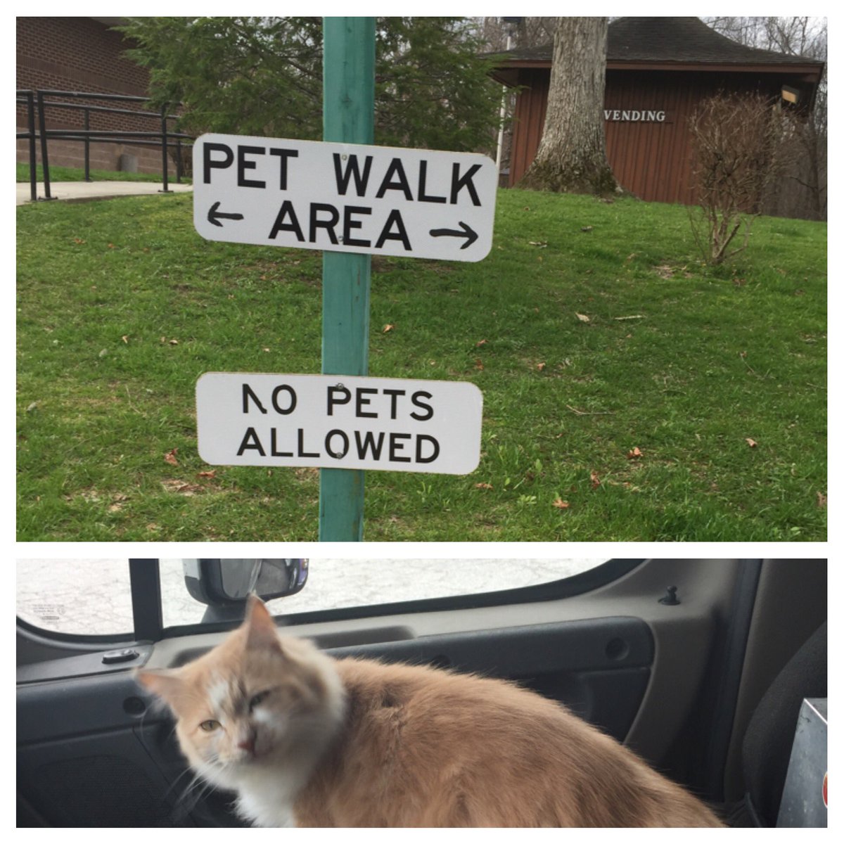 BobcatWilson1's tweet photo. #really #truckincat  #notamused https://t.co/of2AadFc4t