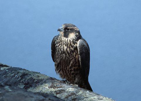 ONresources's tweet image. #WildlifeWednesday: The peregrine falcon is one of the world's fastest animals, clocking in at 300km/h while hunting