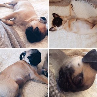 Joy_PhotoCam's tweet photo. #babypuggies #puppylove #puglife #pug #e_mops 🐶🐶🐶 https://t.co/2LW4C48JL9 https://t.co/3JghPM6Azm