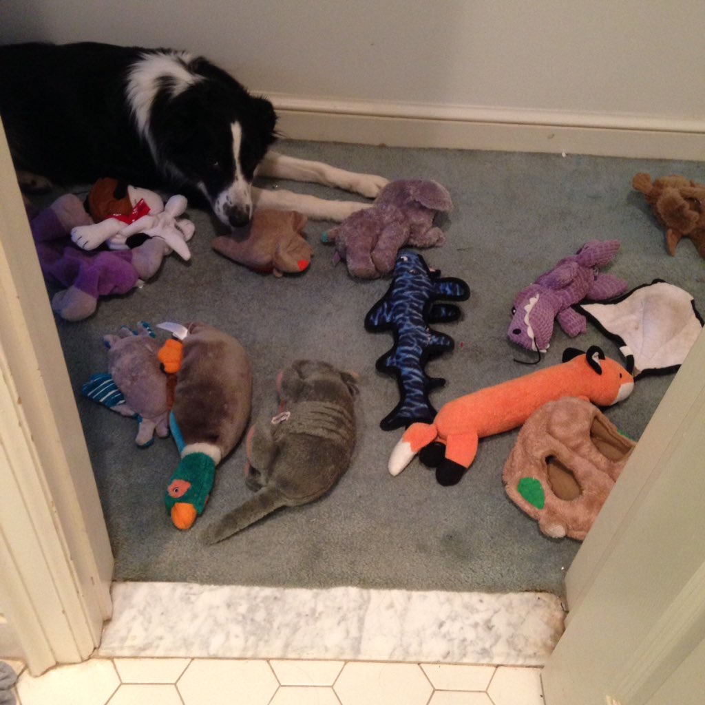 retrochick73's tweet photo. This is what happens when I'm in the shower for too long. @PaysonDog #NationalPuppyDay #stuffedanimalcarnage https://t.co/oc5qHT3es8