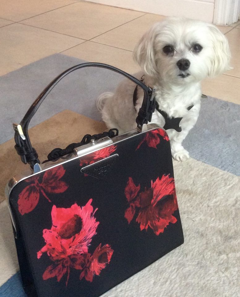 Shoparound's tweet photo. The official Shop Around Tours mascot wishes everyone a happy #nationalpuppyday #prada #travel #girlfriendgetaway https://t.co/mkwdskImXI
