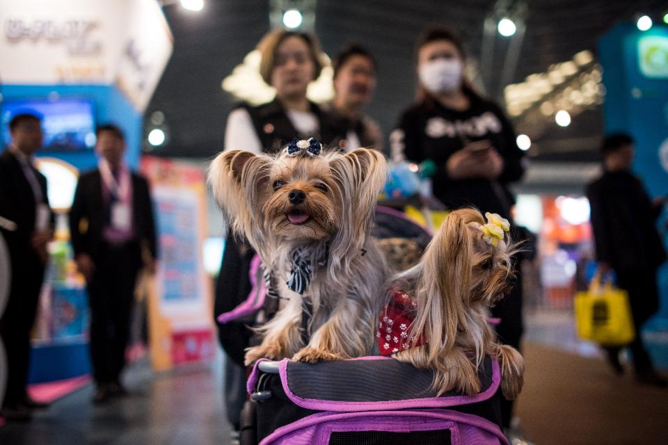 Forbes's tweet photo. China's pet economy is booming: https://t.co/dbKpT0JKZn https://t.co/U02MZJoyNS