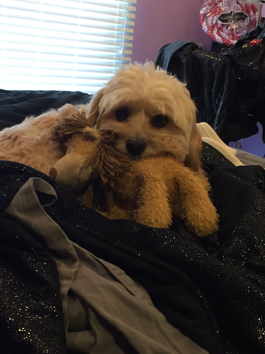 rlw1120's tweet photo. happy national dog day💜🐶 https://t.co/ANPJrJ5IVP