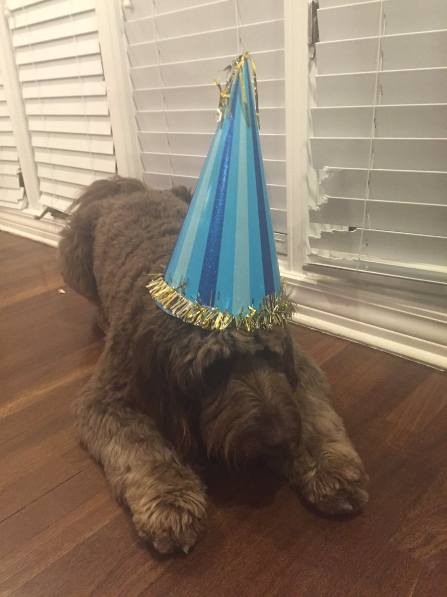 rlw1120's tweet photo. happy national dog day💜🐶 https://t.co/ANPJrJ5IVP