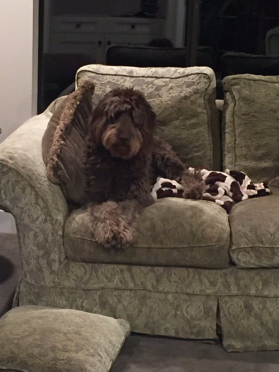 rlw1120's tweet photo. happy national dog day💜🐶 https://t.co/ANPJrJ5IVP