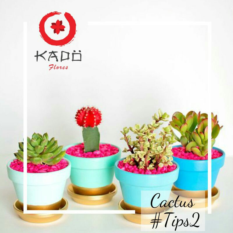 KadoFlores's tweet photo. Tenemos más tips para mantener tus cactus. Visita https://t.co/IlXsGQGBbP y chequea nuestros #kadotips https://t.co/iQw9nQ85Oy