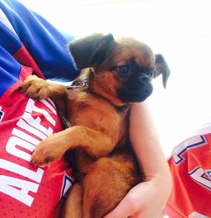 AlsC_Maude's tweet photo. Happy #NationalPuppyDay 😊🐶  @MTLAlouettes @AlsCheerleaders https://t.co/e6kWF9tFyS
