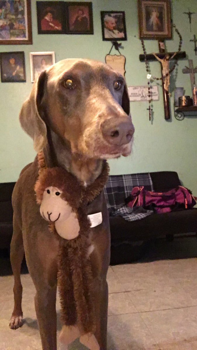 nicolerendon23's tweet photo. #NationalPuppyDay 💗💗 https://t.co/2JG9s9awEb