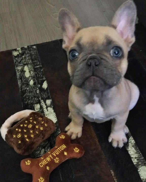 Teacupdogsdaily's tweet photo. Happy International Puppy Day 💕 #FamilyBullies #puppygram #puppyday #cute #cutedogs #bluef… https://t.co/CCd61WAkM4 https://t.co/F8TJw3kdoT