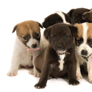 Today is #NationalPuppyDay Check out the local <a href="/PasadenaHumane/">Pasadena Humane</a> for a new friend! pasadenahumane.org #Pasadena