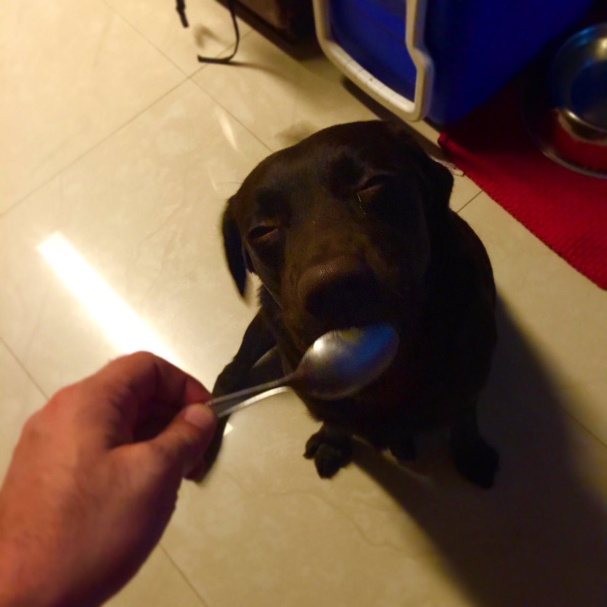 Saxmir's tweet photo. And my second #puppy - Zoë #NationalPuppyDay https://t.co/91MMO5dbst