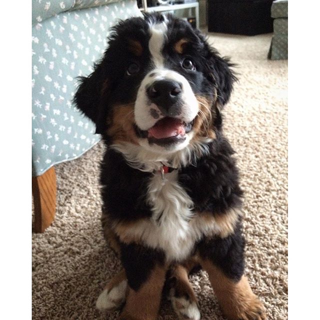 PetSmart's tweet photo. Last chance to win puppy food for a year! Enter now: https://t.co/krj7LURcAb #NationalPuppyDay (IG cains.2014) https://t.co/afbE0zmyRn