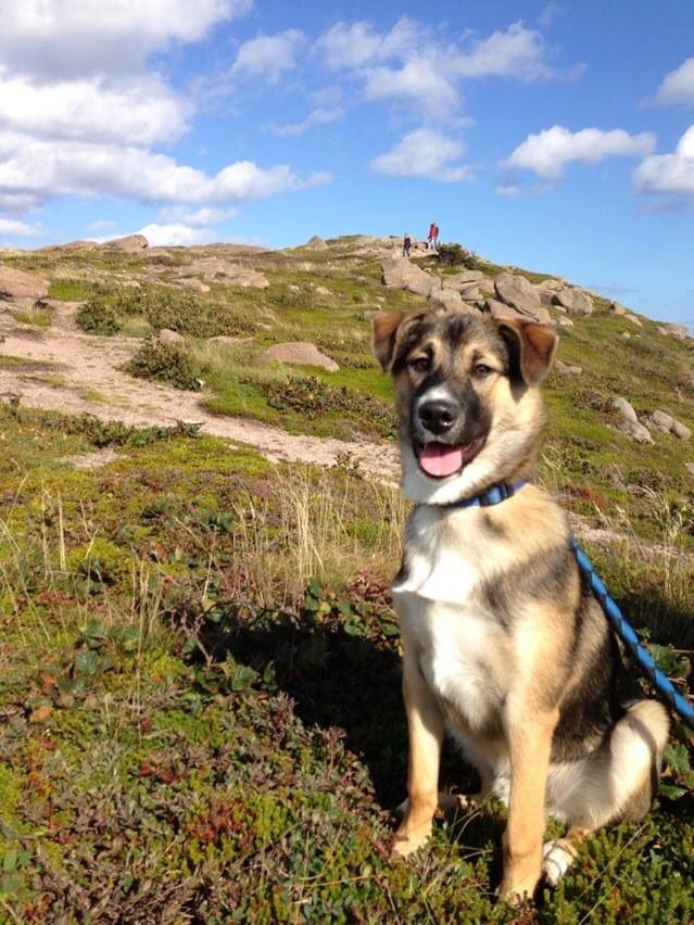 PawsOffTreats's tweet photo. Flash back to when Brody was a puppy for #NationalPuppyDay https://t.co/1A0gXoXt1I