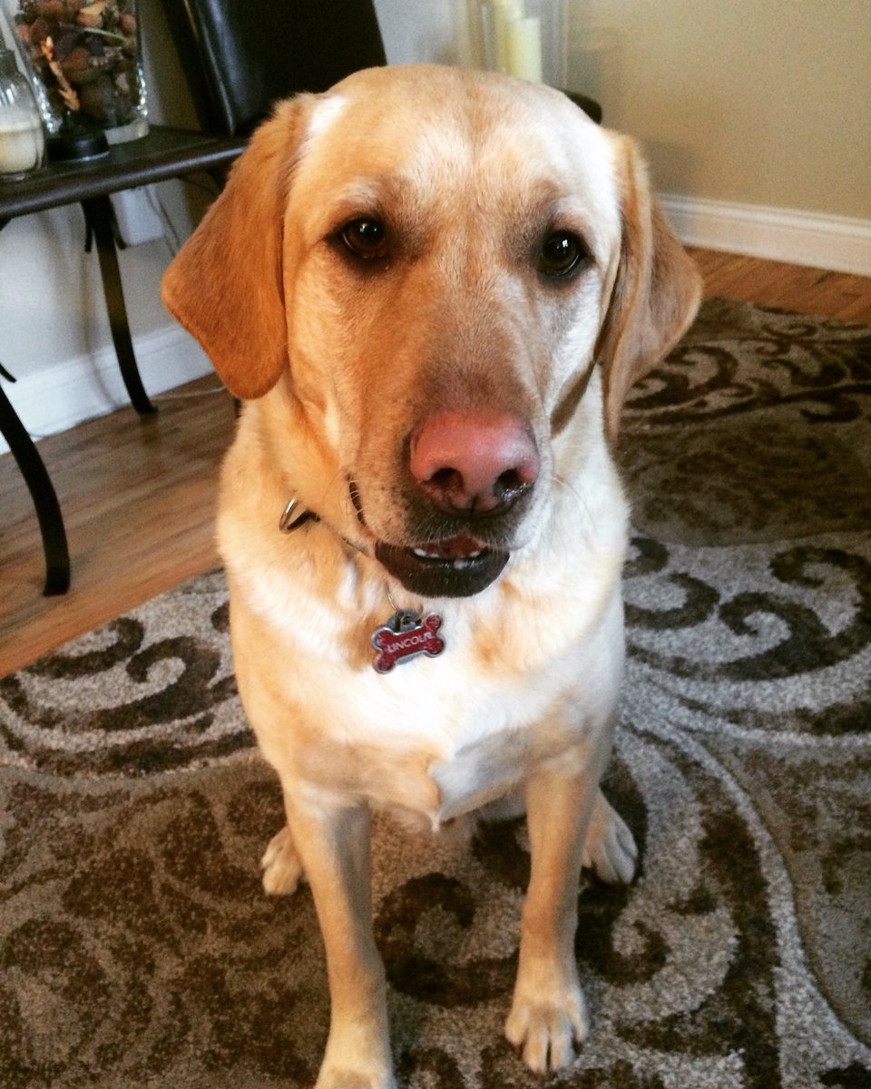 LincolntheLab's tweet photo. @K9Matka there's nothing wrong with treats buddy! I like them too. https://t.co/7obJXha3fj