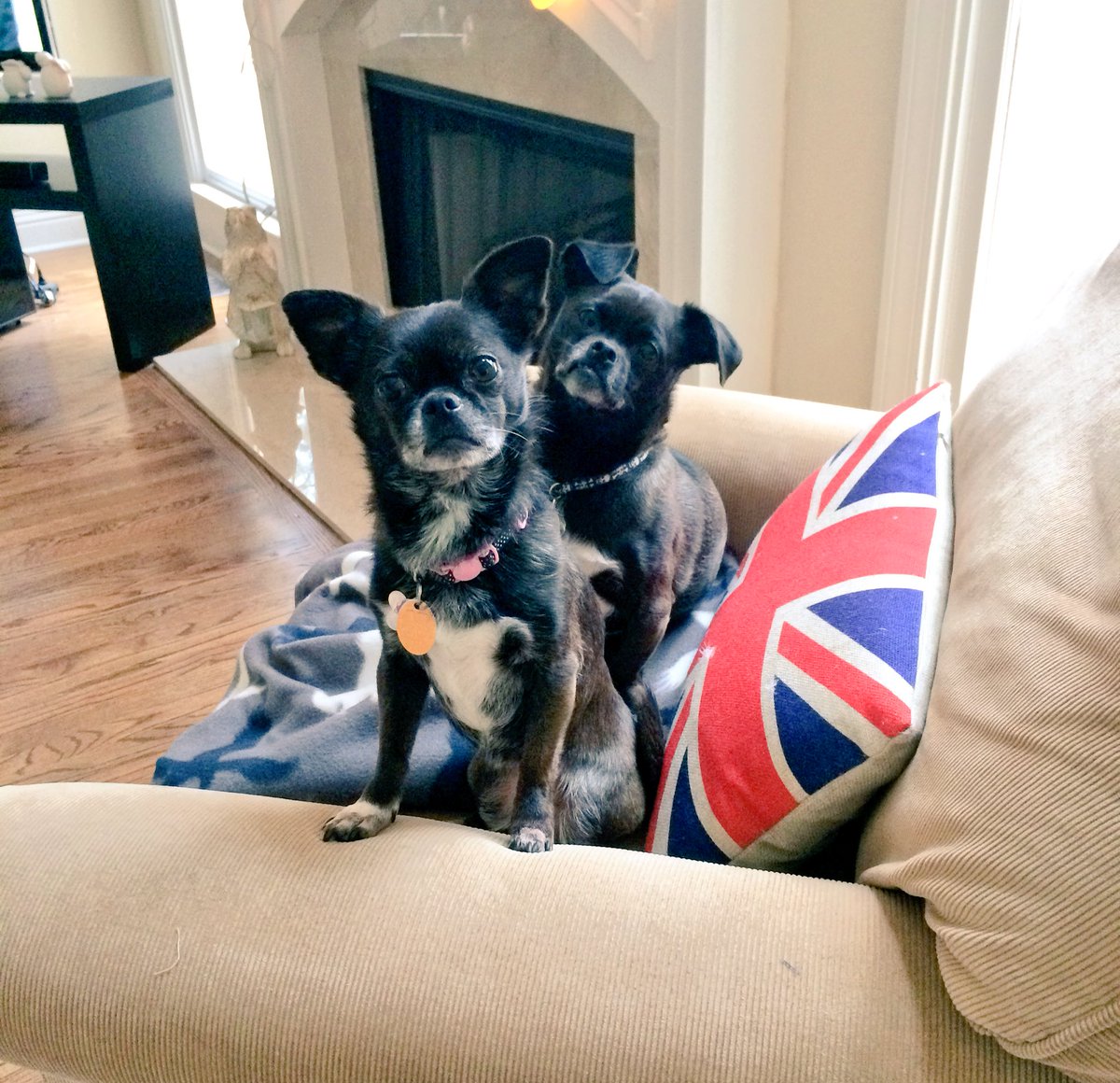PugPrince tweet picture