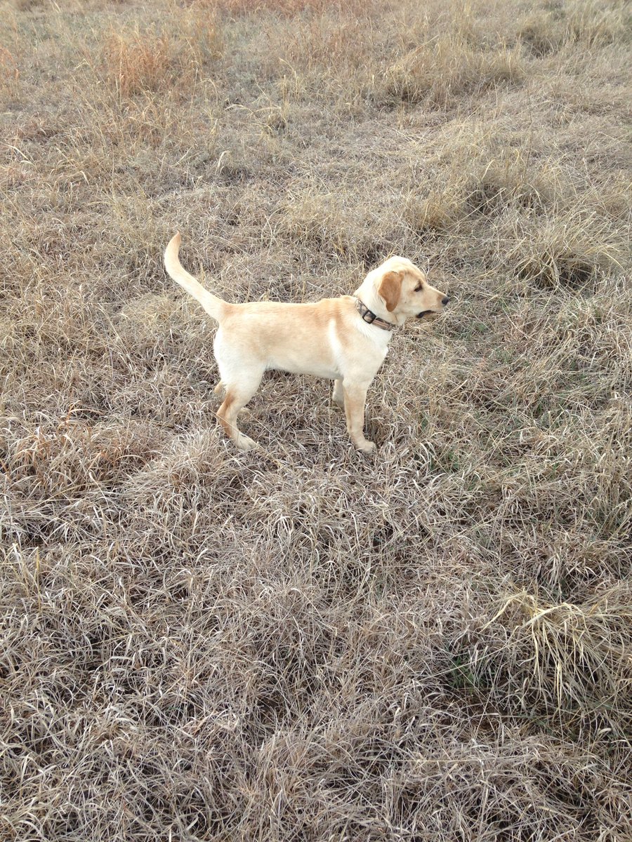 ghumm_devon's tweet photo. #NationalPuppyDay #pointingLab https://t.co/jR960HUnma