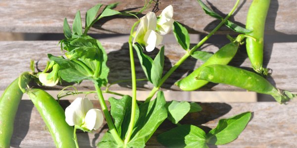 foodprintorg's tweet image. DYK you can eat every part of a #pea plant? Yep! Great ideas to cook 'em &amp;amp; cut #foodwaste ow.ly/ZRLYT