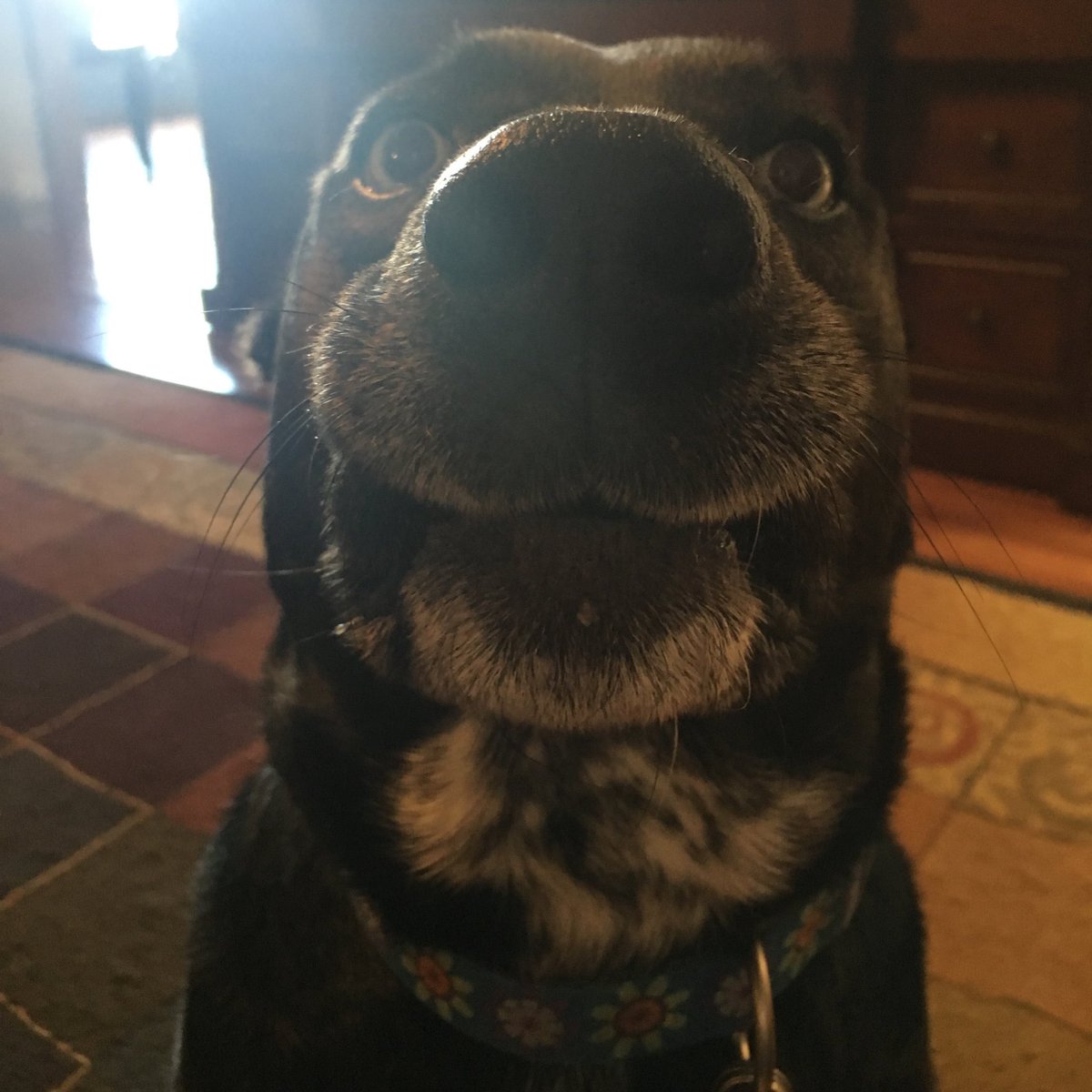 macybieller's tweet photo. It's national dog day and my dog is all the way in Ohio 😥💔 https://t.co/poZGBeHHm2