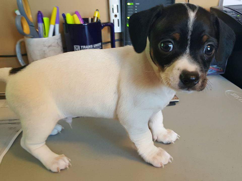 missshobe's tweet photo. #NationalPuppyDay #Hector #lilterror https://t.co/cbXj4W2EYi