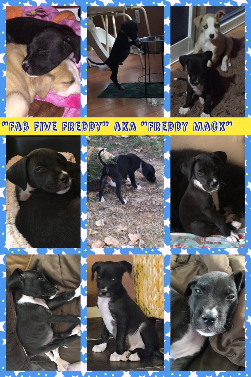 4HFosterNetwork's tweet photo. #OrphanBoyNo1 #FreddyMack #WTCR #RescuePup #AdoptDontShop https://t.co/ZQnhA4Ftnv