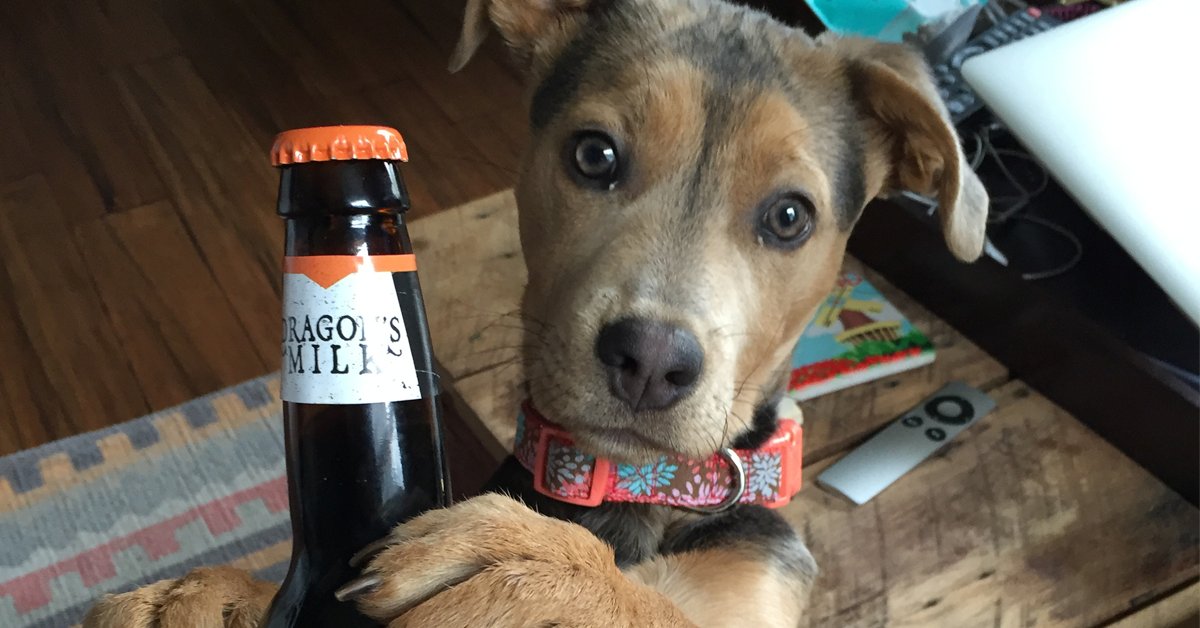 Charlie, our youngest #beer connoisseur, belongs to HR Specialist, David. She loves eating sticks &amp; #DragonsMilk.