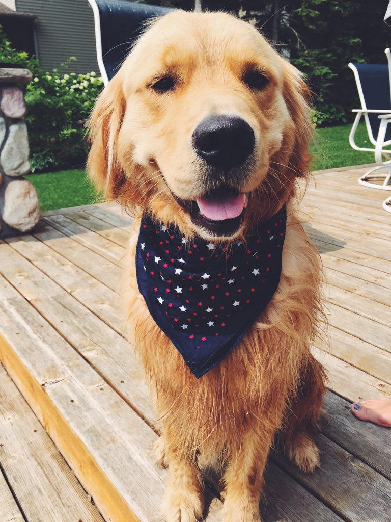 clarkinator22's tweet photo. #NationalDogDay : Excuse to post a picture of your "cute" dog. Sorry, I have the cutest. https://t.co/BzZrcKUY1u