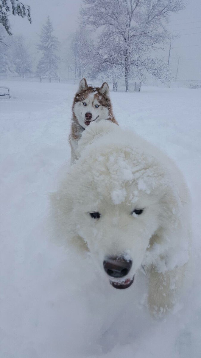 VailDailyDogs's tweet image. Happiness is making a new friend on a snow day. #husky #samoyed