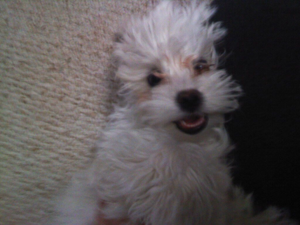 dema_reyes's tweet photo. @Channel955 my little Leo is definitely the cutest 😍🐶💕 #955Rihanna #NationalPuppyDay https://t.co/XJiRkiuHq8