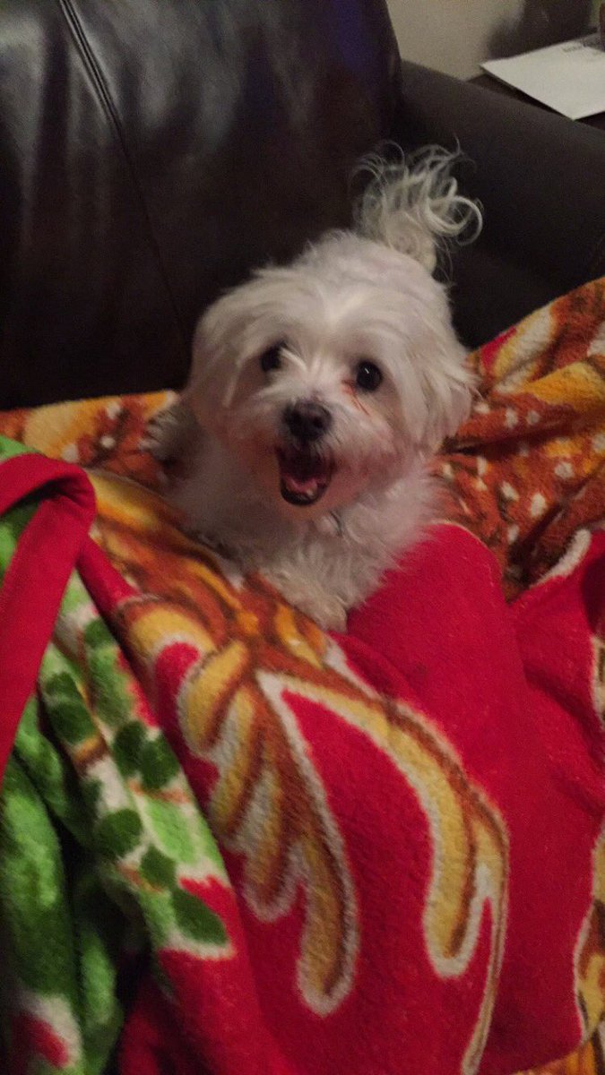 dema_reyes's tweet photo. @Channel955 my little Leo is definitely the cutest 😍🐶💕 #955Rihanna #NationalPuppyDay https://t.co/XJiRkiuHq8