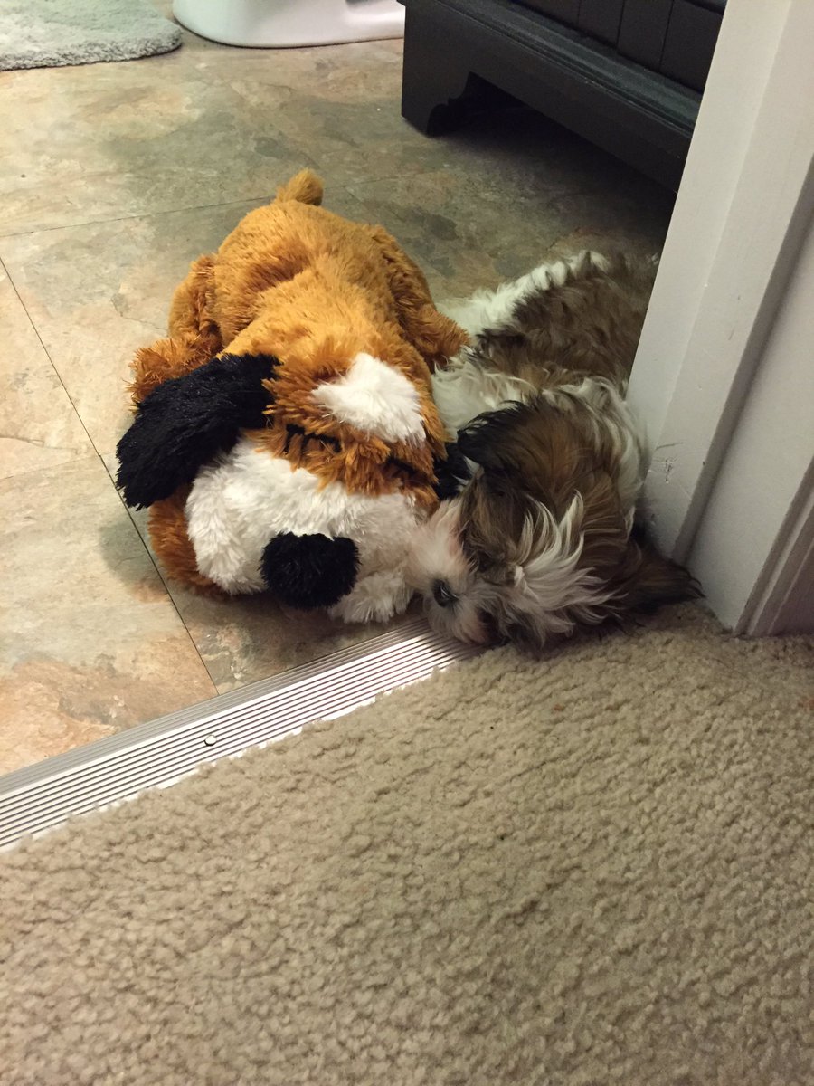Miranda_Cookson's tweet photo. Happy #NationalPuppyDay from my sleepy little nugget! https://t.co/pSJF1k5BxL
