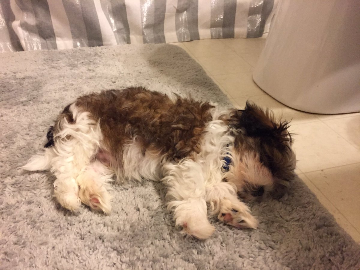 Miranda_Cookson's tweet photo. Happy #NationalPuppyDay from my sleepy little nugget! https://t.co/pSJF1k5BxL