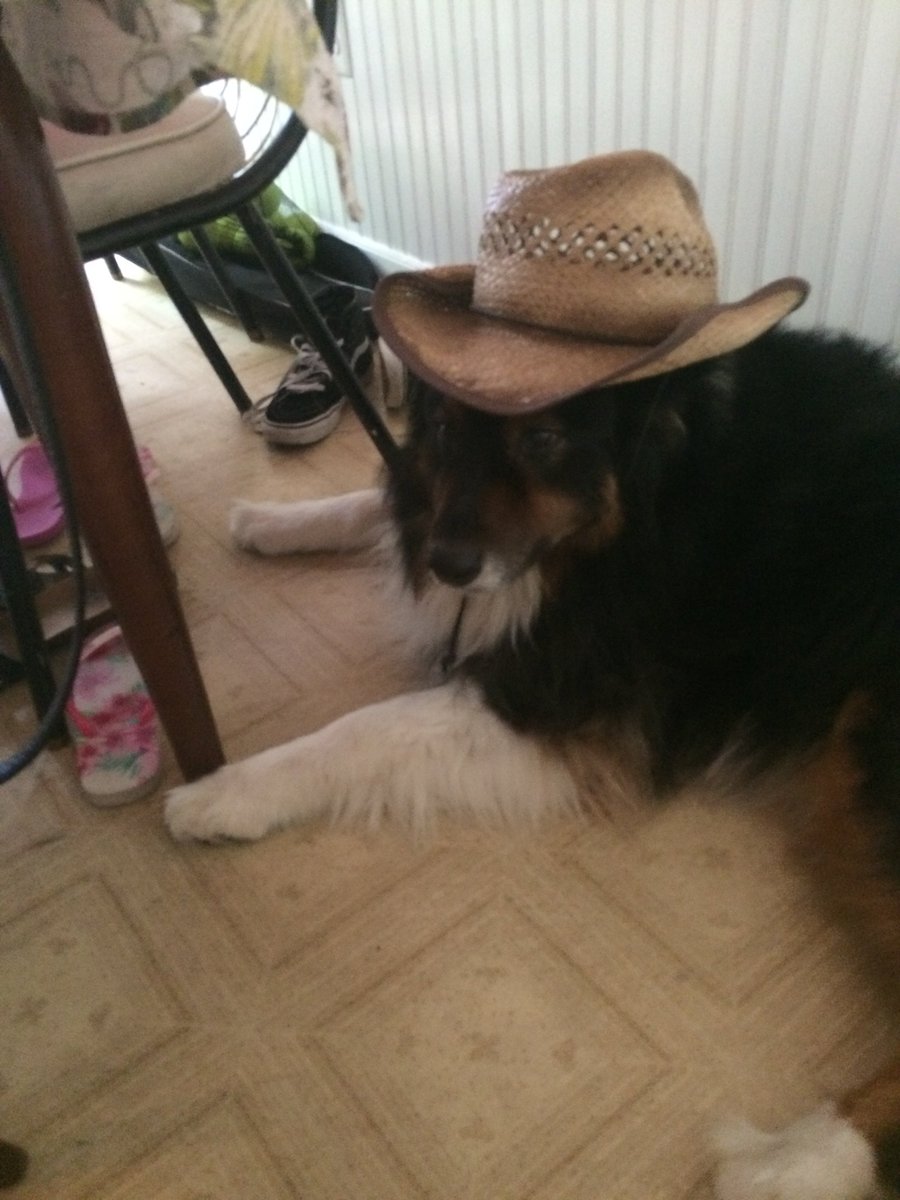 Dani_LeDonne_'s tweet photo. national pupper day #doge #day #pupperito https://t.co/w9AXBLafzE