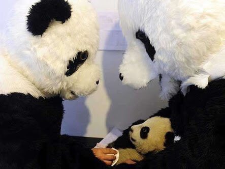 ElSuperDato's tweet photo. Aww: científicos de la Reserva Natural Nacional Wolong (China) se disfrazan de pandas para cuidar a las crías. 🐼 https://t.co/sRX8OrmGgp