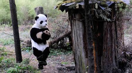 ElSuperDato's tweet photo. Aww: científicos de la Reserva Natural Nacional Wolong (China) se disfrazan de pandas para cuidar a las crías. 🐼 https://t.co/sRX8OrmGgp