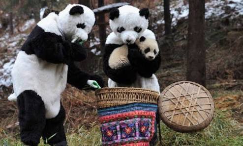 ElSuperDato's tweet photo. Aww: científicos de la Reserva Natural Nacional Wolong (China) se disfrazan de pandas para cuidar a las crías. 🐼 https://t.co/sRX8OrmGgp