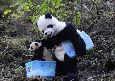 ElSuperDato's tweet photo. Aww: científicos de la Reserva Natural Nacional Wolong (China) se disfrazan de pandas para cuidar a las crías. 🐼 https://t.co/sRX8OrmGgp