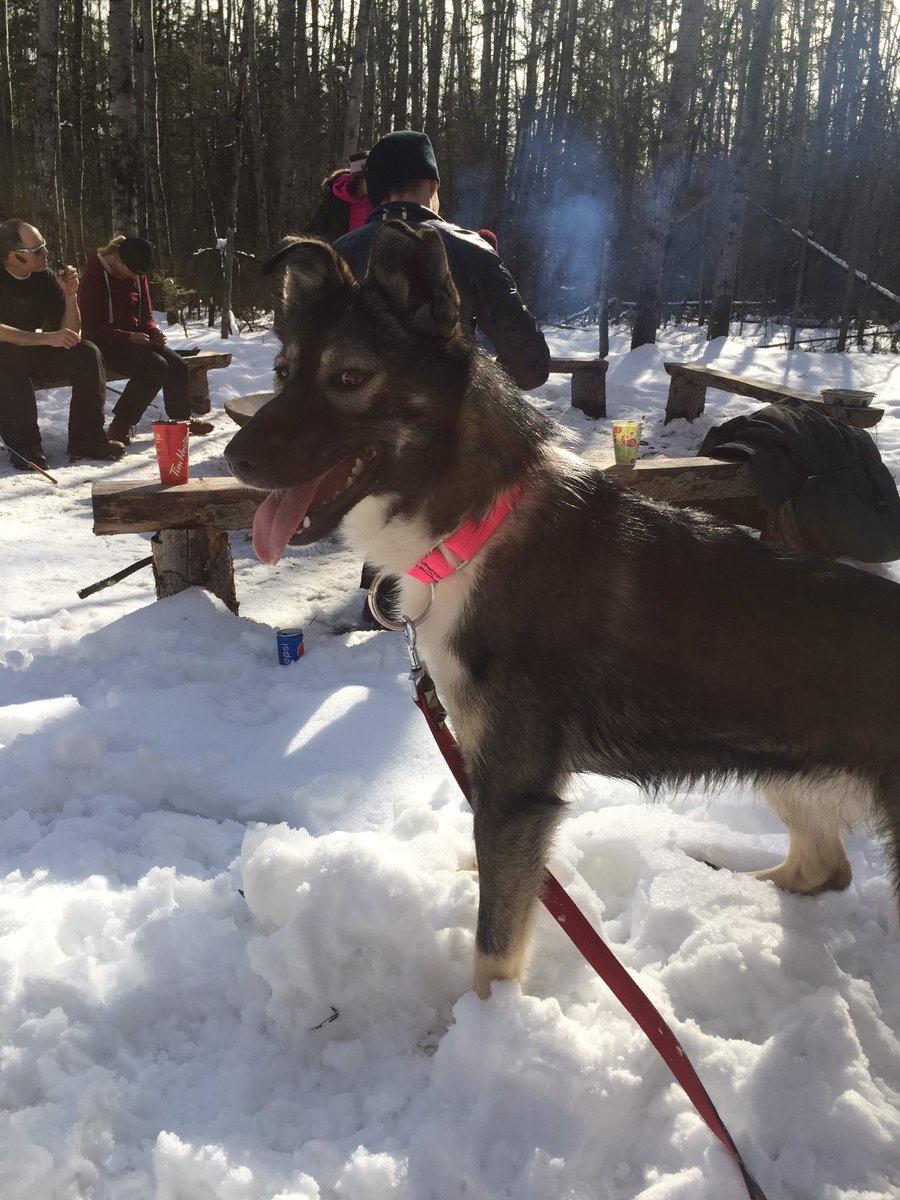 cslade2's tweet photo. Storm of @mushmcmurray 9 months old and she's beautiful https://t.co/uLxh0gonz0