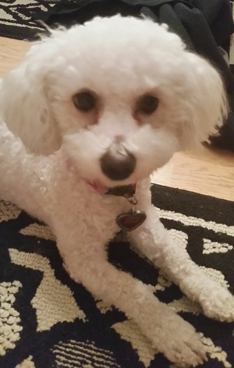 DebraPauly's tweet photo. Cutest puppy in the world!  Love her so much! https://t.co/MHWYgTDw4B