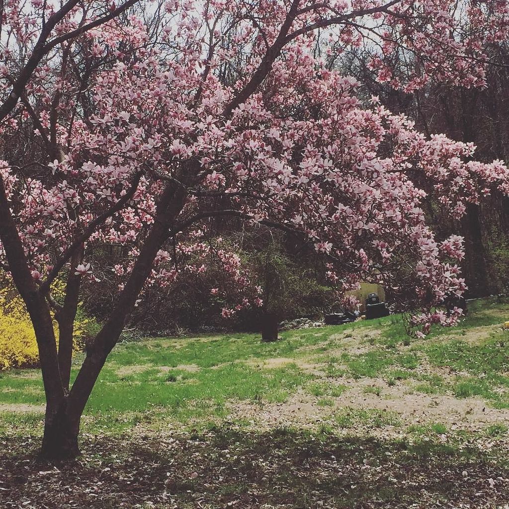 ellaboleynn's tweet photo. Yay! #flowers and #green grass! Ok ready for #spring! #lifeisbeautiful #evenwhenitsnot https://t.co/KfBBixHCBl https://t.co/rW1DK9kD08