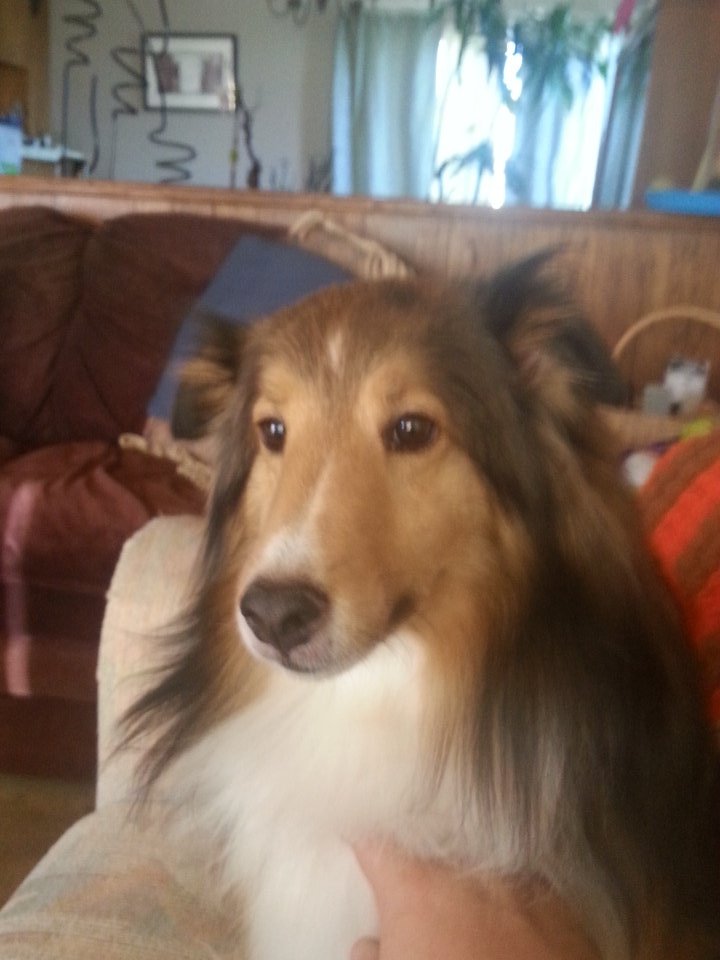 Bradshaw shelties 2025