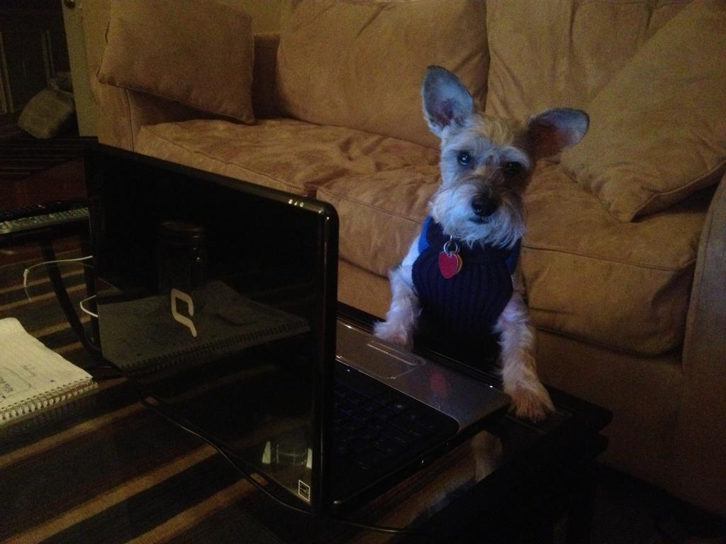 _DataDirect's tweet photo. Don't interrupt Bismarck's doggy data science time! #DogsThatDigData #NationalPuppyDay @PSG_13 https://t.co/ap7k0AG0tX