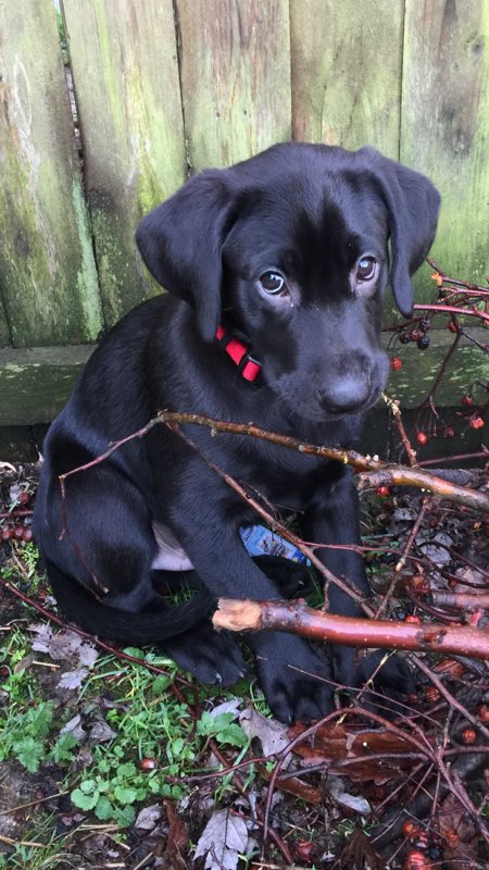 BigboyAmerican's tweet photo. National puppy day. He's my first puppy Diesel. He's 9 weeks today. #mybirddog #NationalPuppyDay #lab https://t.co/lB93nnrs5v