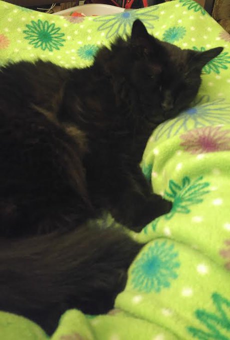Daw! My sleep guy. <3 https://t.co/02M0adCysO